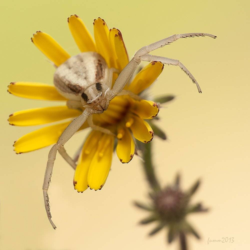 , Игорь ФУММ