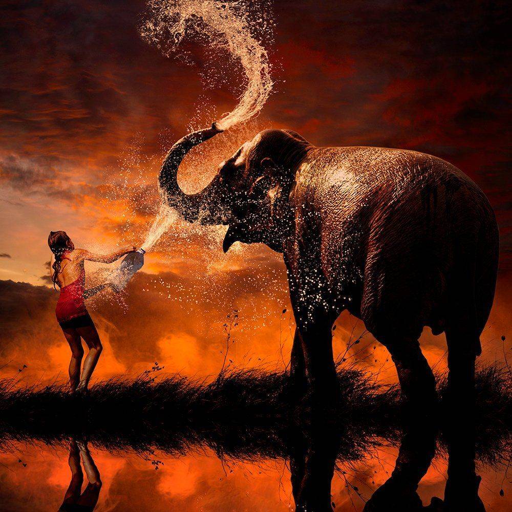 elephant, hard day, leaf, light, mounting, reflection, splash, splashing, sunset, tree, water, girl, manipulation, orange, playing, smoke, sparkle, tutorials, Caras Ionut