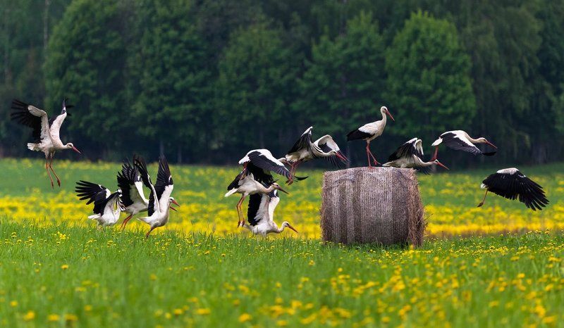 прыжки через препятствия фото превью
