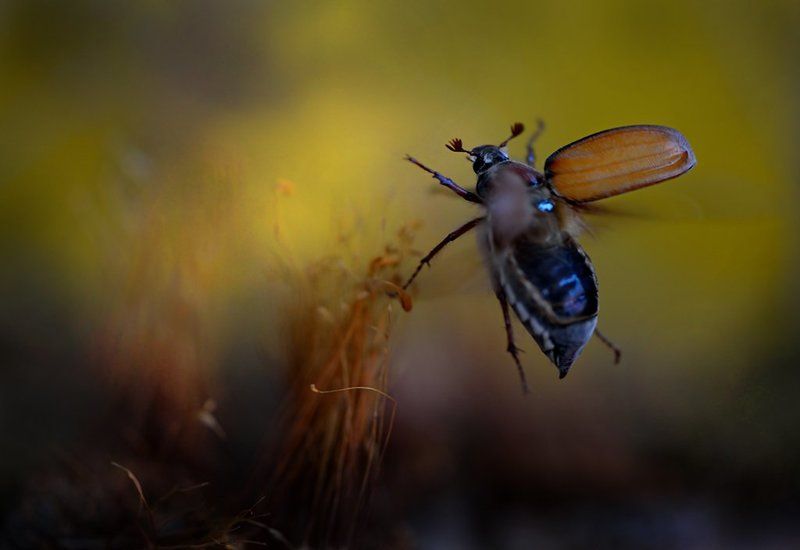 Полет в сказку фото превью