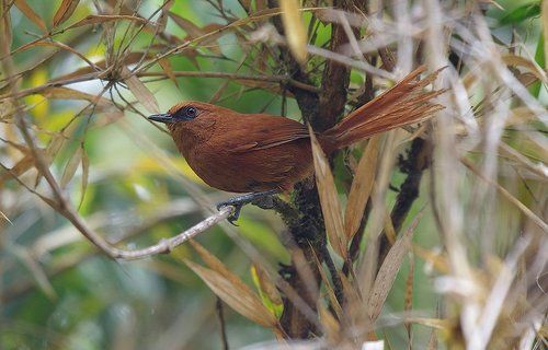 Про рыжую вертихвостку
