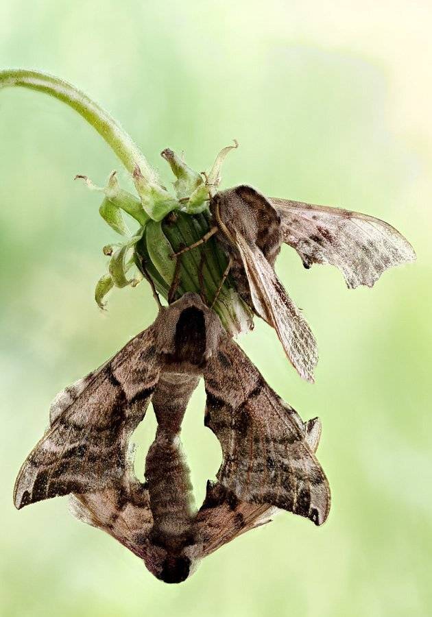 , Сергей Таланов