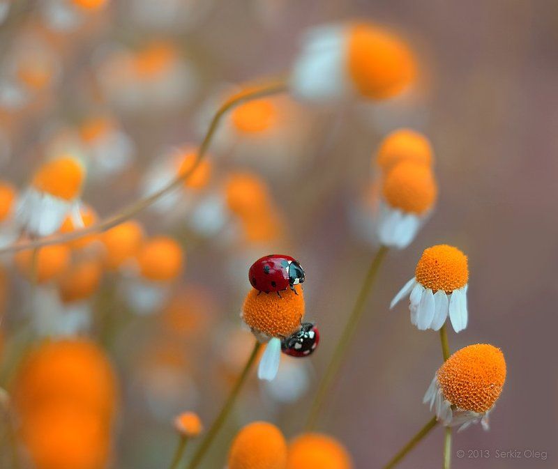Art, Daisies, Ladybug, Oleg Serkiz, Олег Серкиз Together фото превью