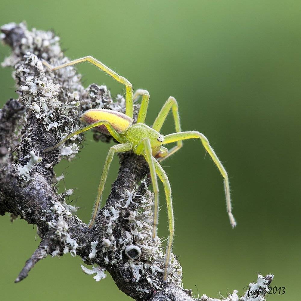 , Игорь ФУММ