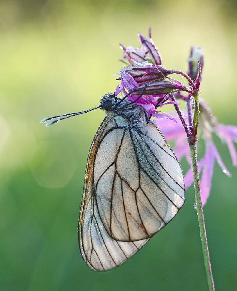 closeup, insect, macro, бабочка, макро, Alexey Gnilenkov