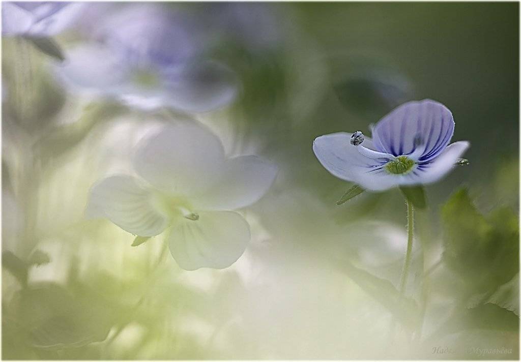 , Надежда Муравьёва