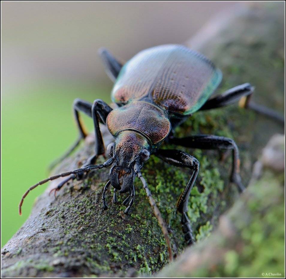 жук,красотел,бронзовый,calosoma,inquisitor, Александр Чувилин