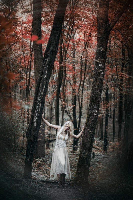 Into the trees фото превью