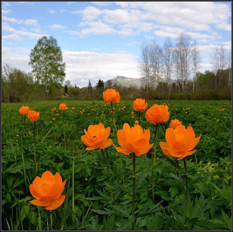 Когда цветут купальницы фото превью