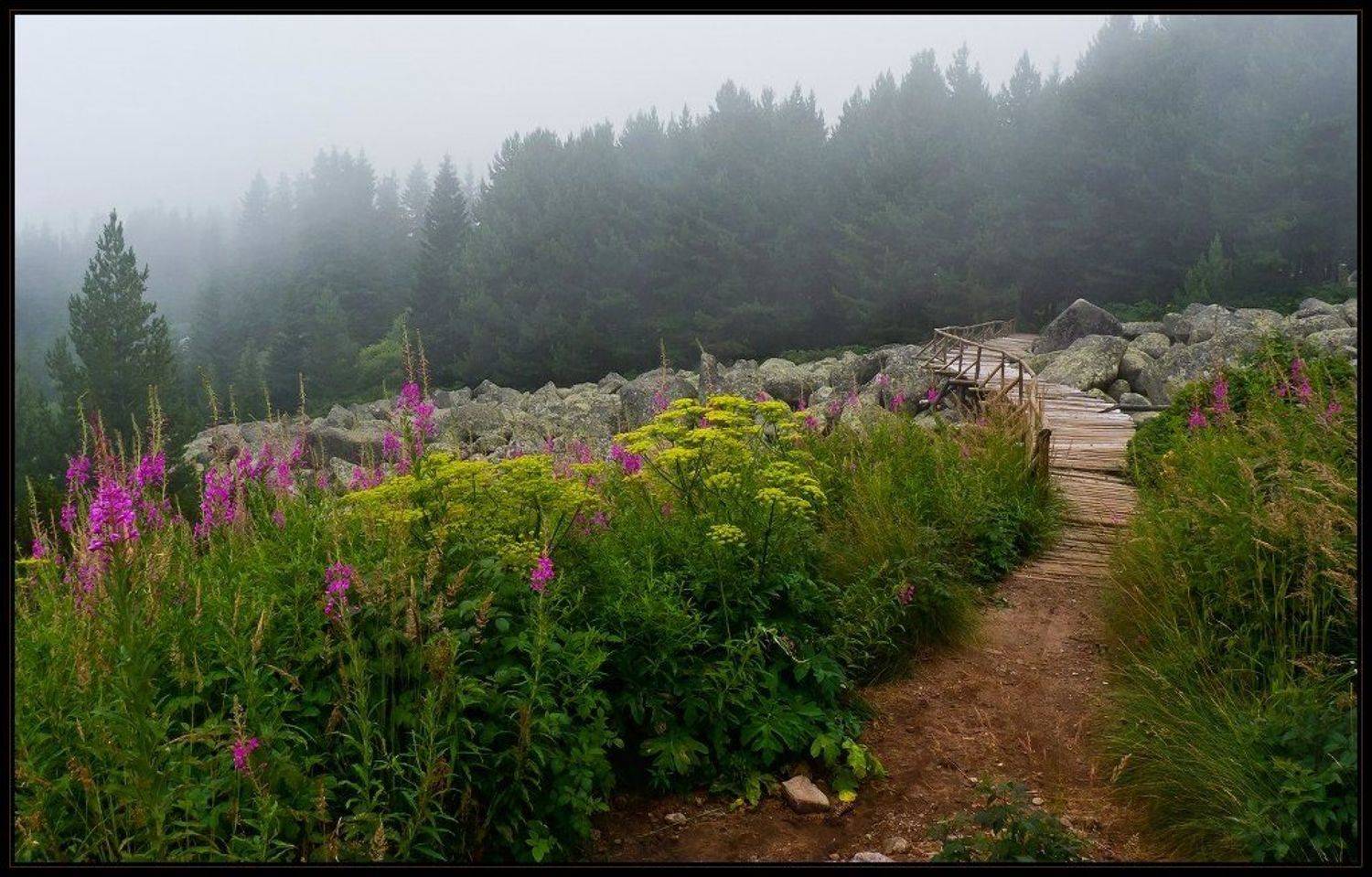bulgaria, vitosha, Svetoslav