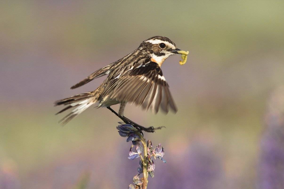 , Вилюнов Дмитрий
