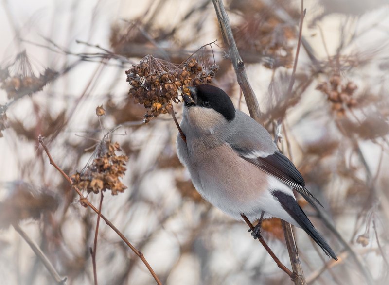 птица, снегирь, самка, самка снегиря.. фото превью