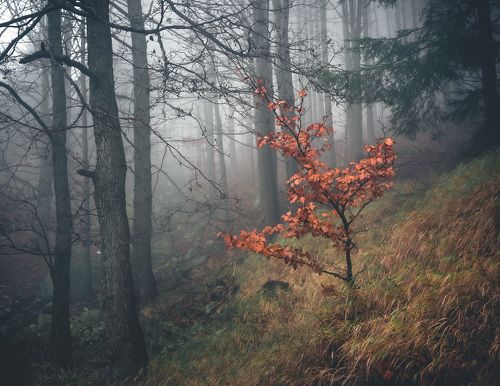 Forest portrait