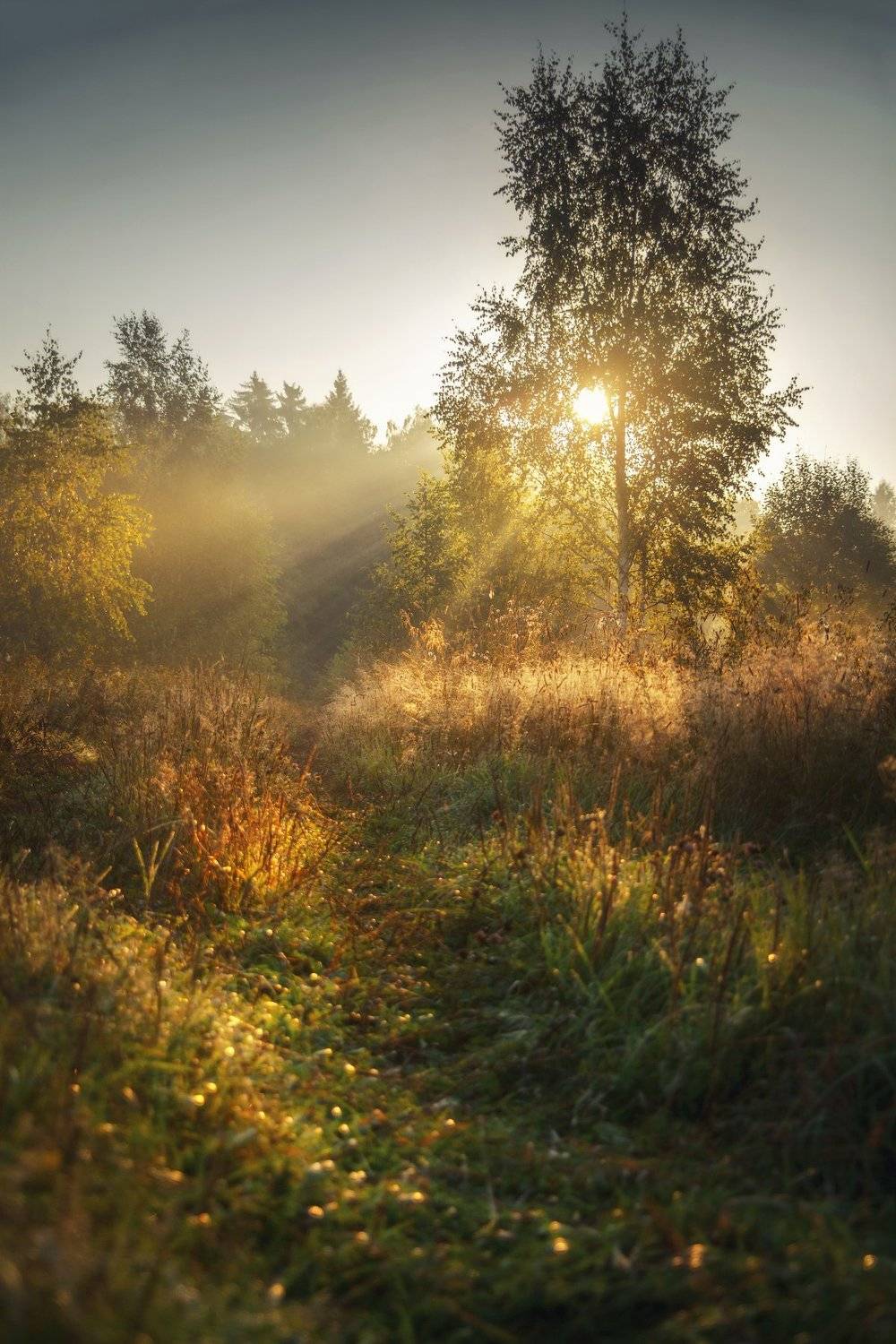 рассвет, туман, осень, пейзаж  , Евгения Ботова