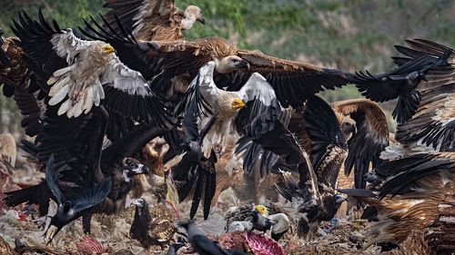 The scAvengers