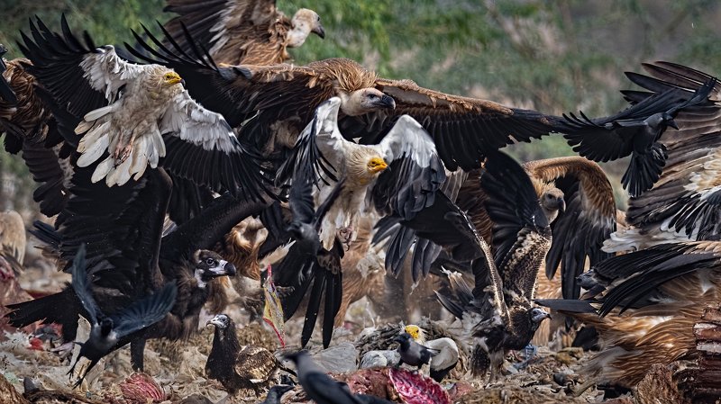 Cinereous Vulture, Egyptian Vultures, Griffon Vultures, House Crow, scavengers, jorbeer, bikaneer, mixed flock The scAvengers фото превью