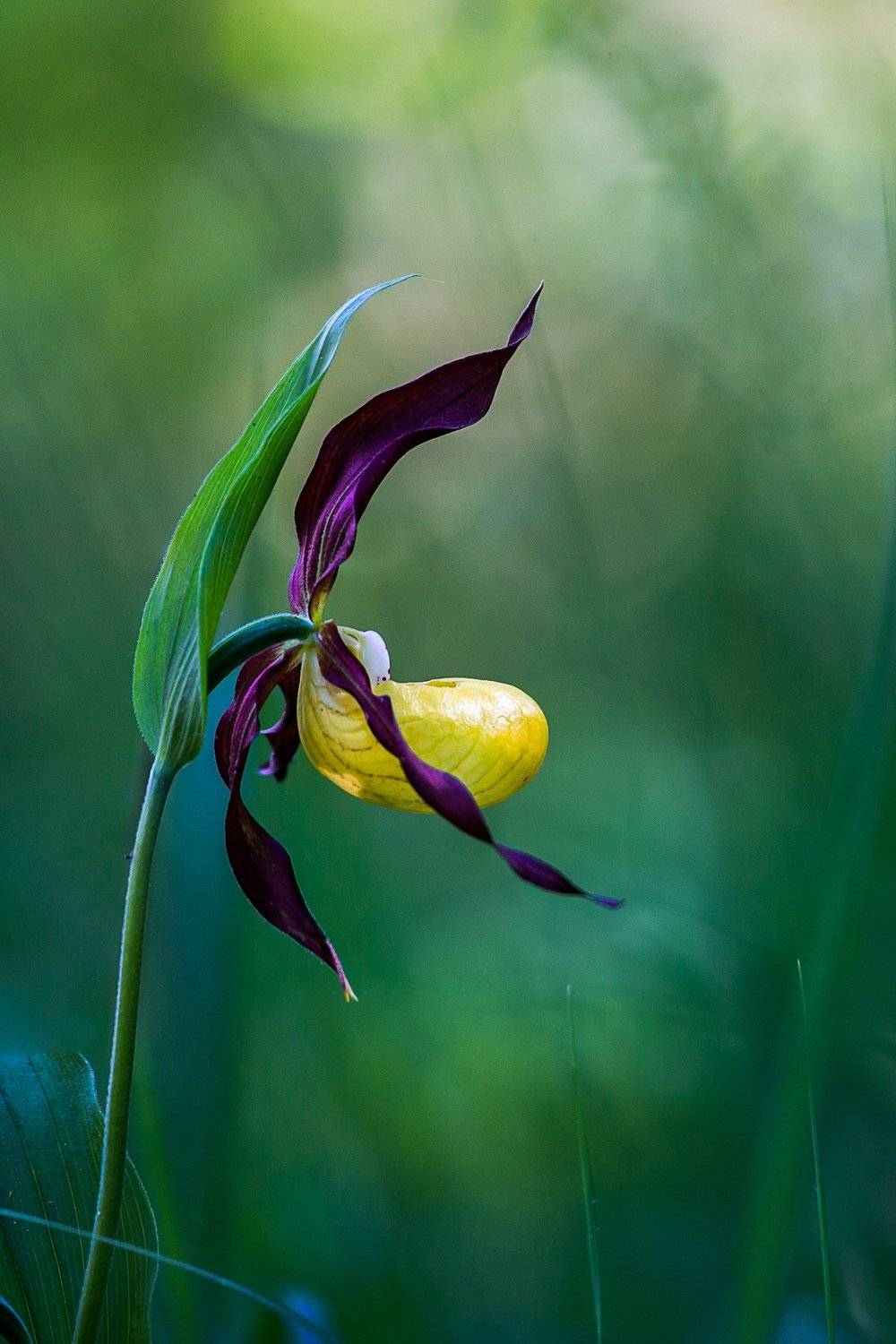 orchid, slipper, nature, green, yellow, summer, beautiful, Igor Tseskidov