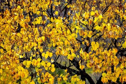 Colors of Nature