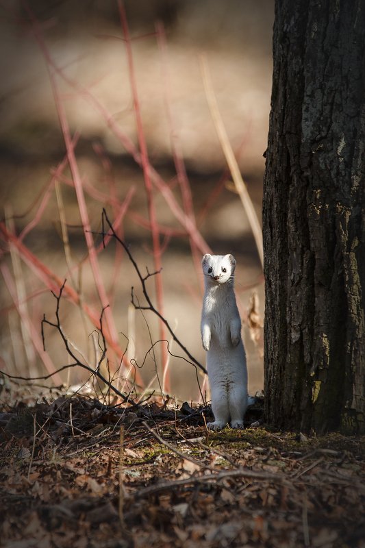 горностай Любопытство фото превью