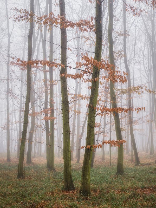 Скоро зима фото превью