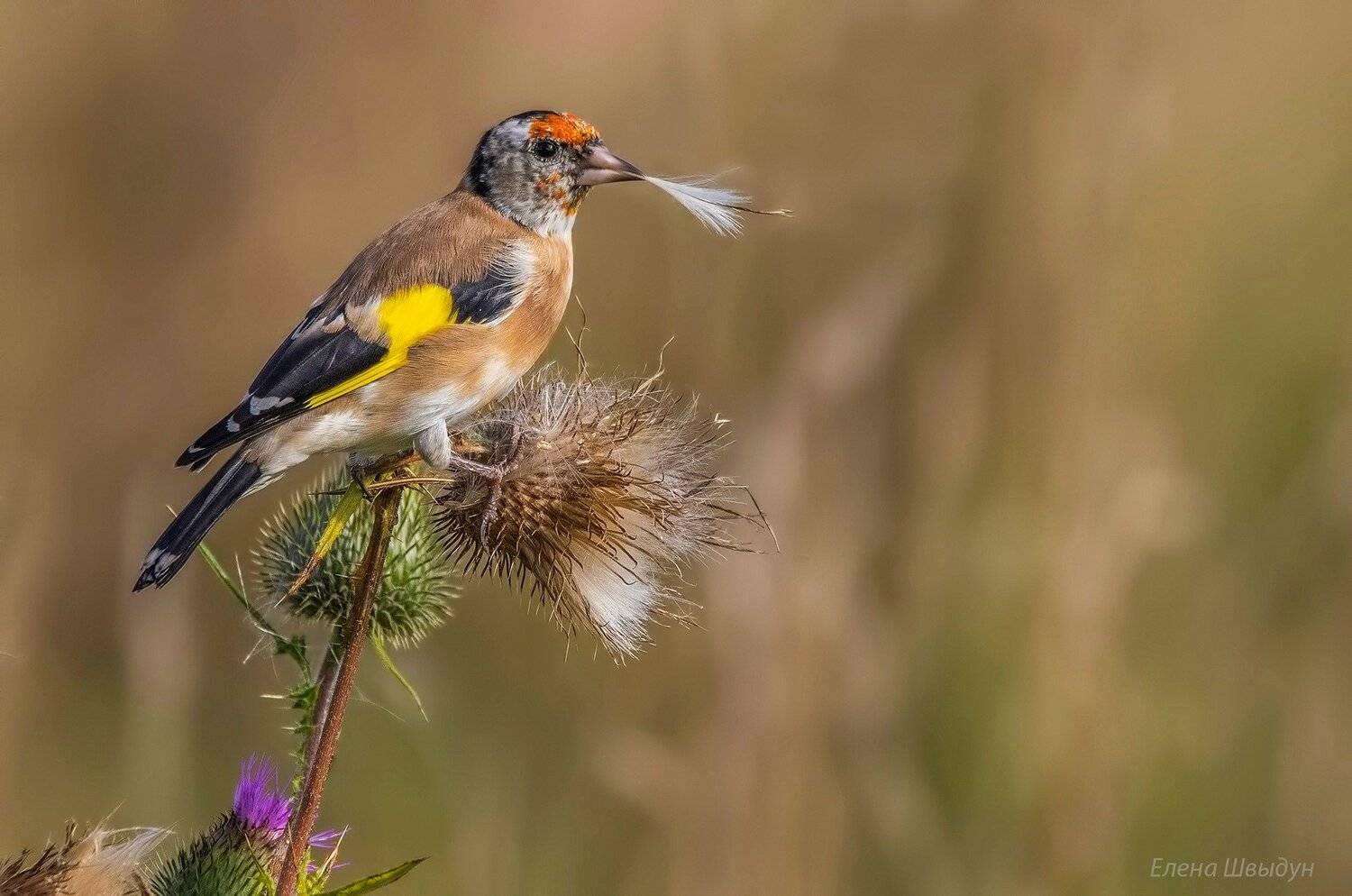 animal  bird  nature,  animal wildlife,  gold finch,  animals in the wild,  songbird,  goldfinch,  щегол,  черноголовый щегол, Елена Швыдун