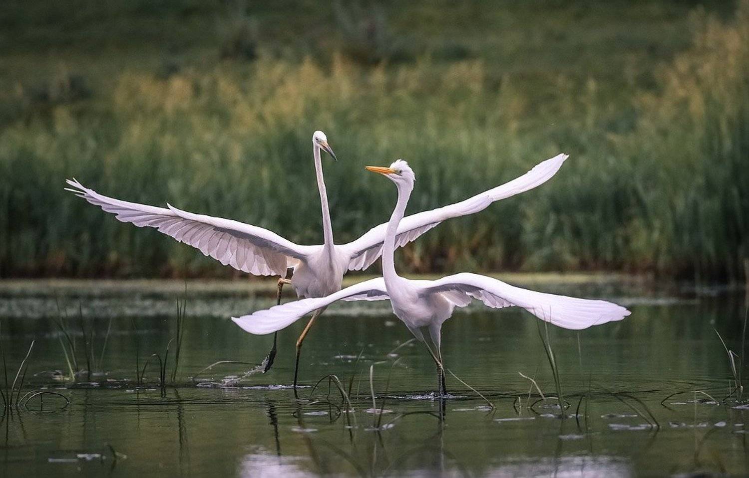 , Вячеслав Мищенко
