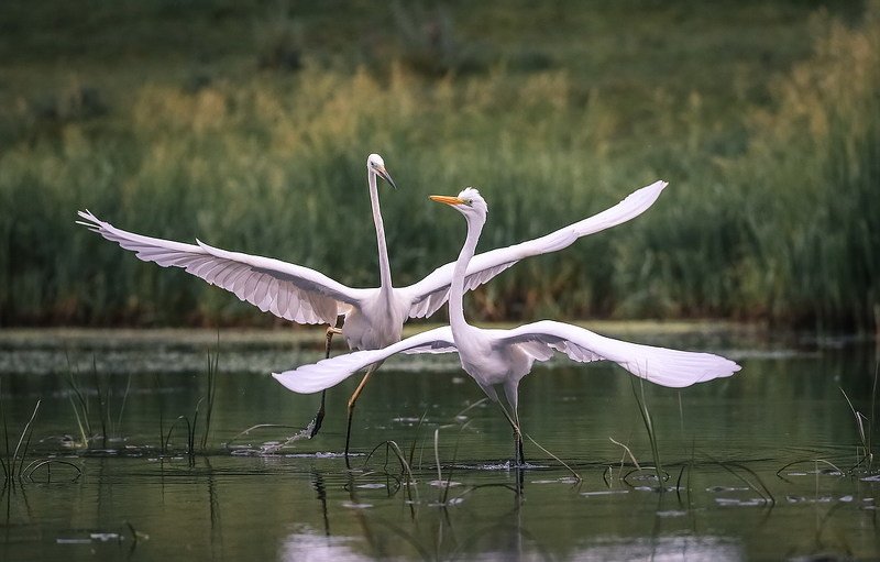 Белый танец фото превью