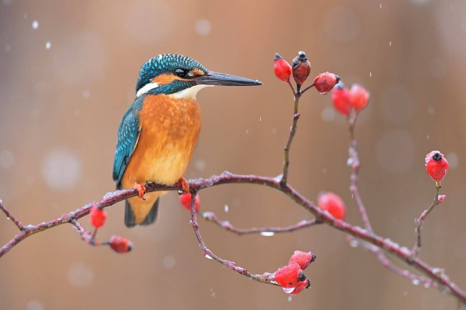 wildlife, alcedo atthis, kingfisher, nature, Ľubom&iacute;r Nov&aacute;k ٿ