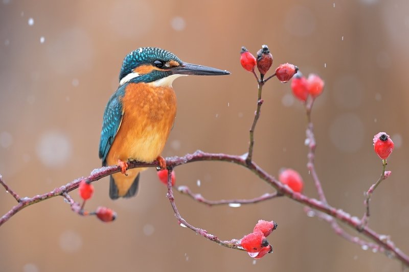 wildlife, alcedo atthis, kingfisher, nature Kingfisher фото превью