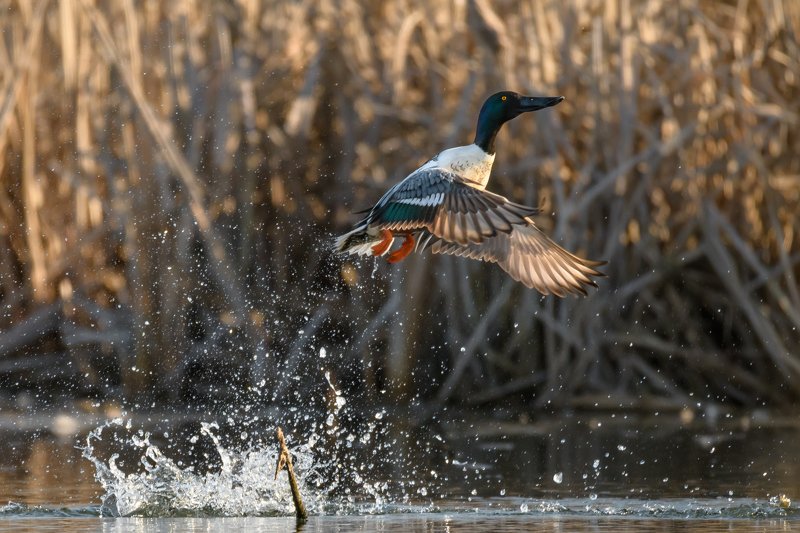 Spatula clypeata,широконоска,птица взлетает ,птица в полете ,утка летит,брызги от птицы ,брызги воды ,полет утки,Московская область,дикая природа ,птицы Подмосковья ,Одинцовский городской округ,600 mm lens Взрыв фото превью