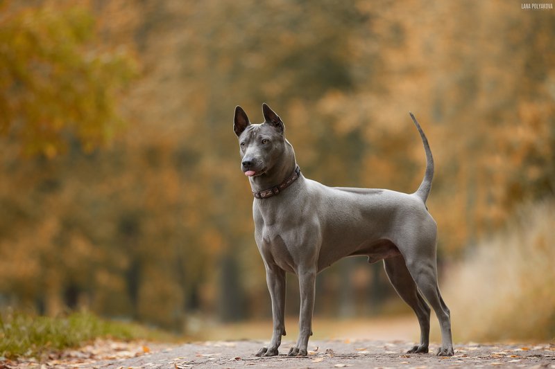 собака, осень, природа, анималистика Истинное лицо породы фото превью