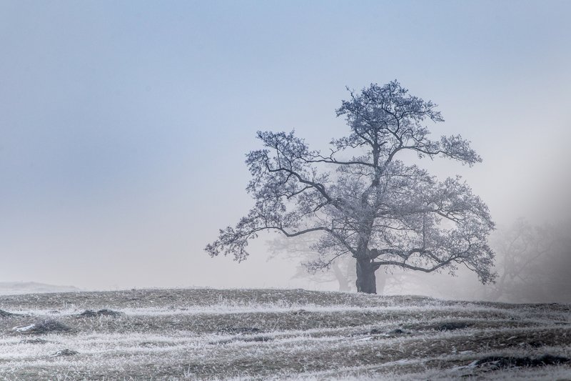 VIENS фото превью