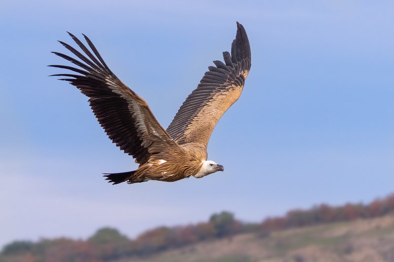 Griffon vulture (Gyps fulvus).. фото превью