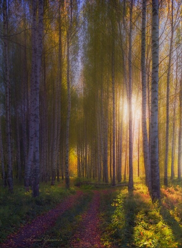 осень,пейзаж,лес,берёзы Осень фото превью