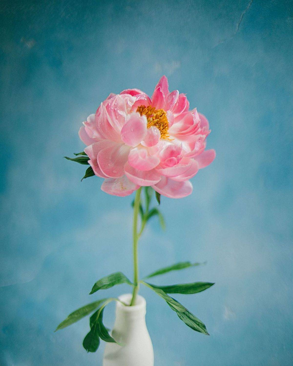 лето, пионы, свет, розовый, желтый, букет, Анастасия Зубкова