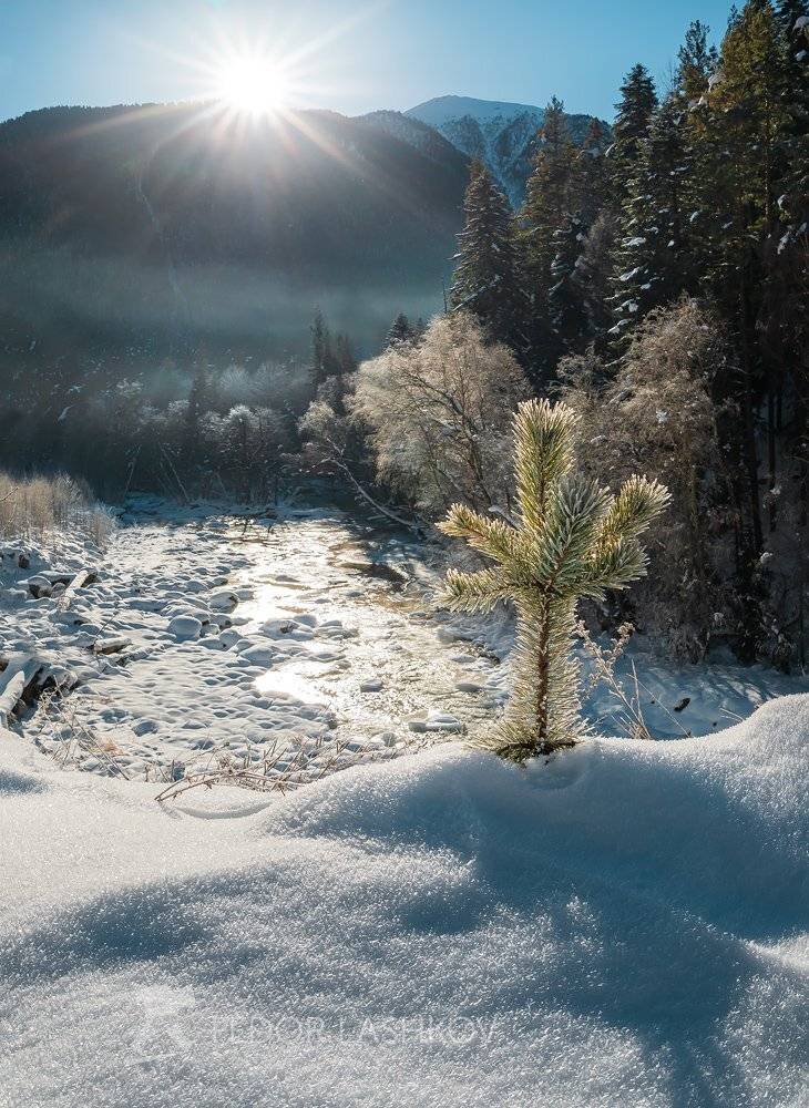 горы, гора, кавказ, архыз, кавказские горы, хребет, река, речной берег, сосна, деревце, дерево, маленькое дерево, псыш, иней, солнце, день, ясно, солнечно, серебристый,, Лашков Фёдор