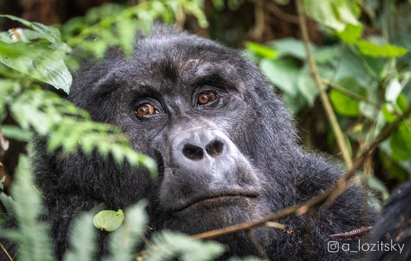 Горная горилла, Уганда фото превью