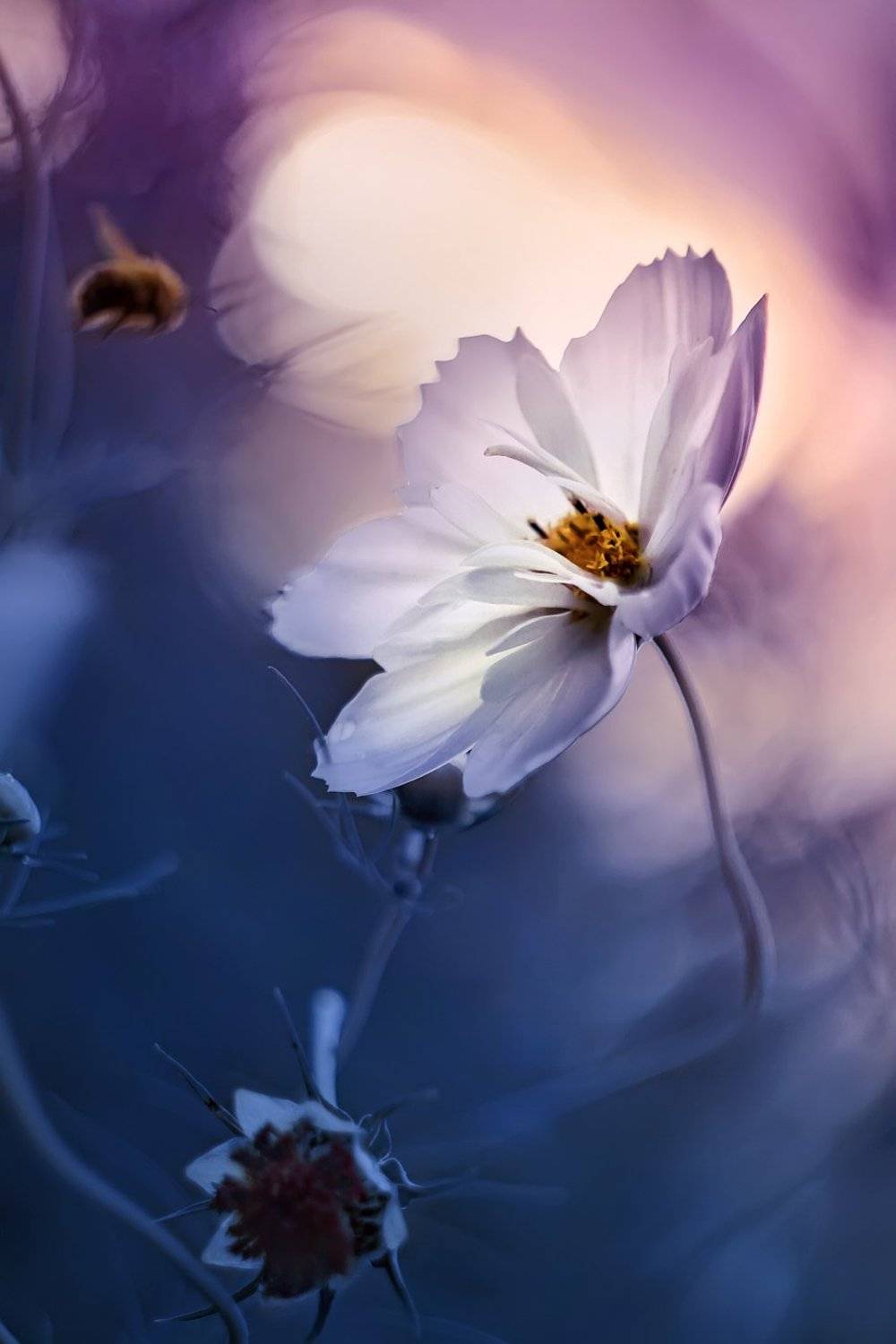 wild flower, cosmos, blossom, bloom, pollen, purple flower, pink flower, purple, pink, flower,  bee, sunset, white flower, bumblebee, summer, fly, dark blue, evening, macro, bokeh, dream, fantasy, Dana S.