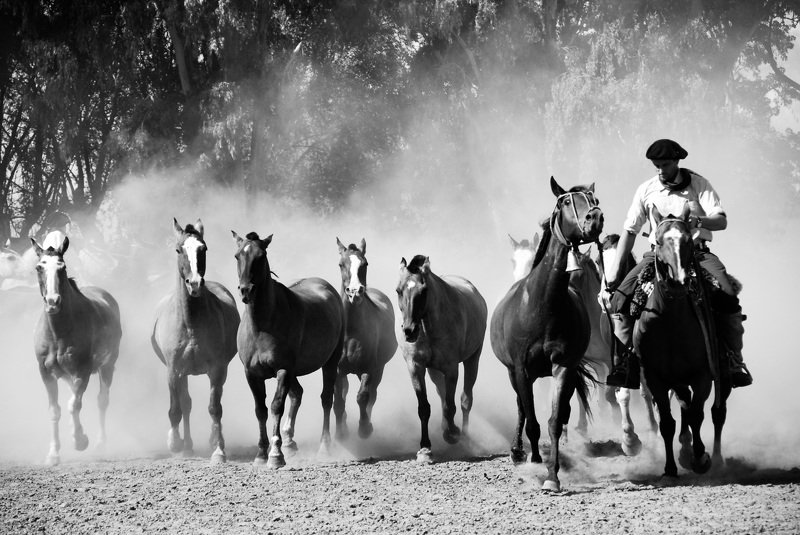 Gaucho in action фото превью