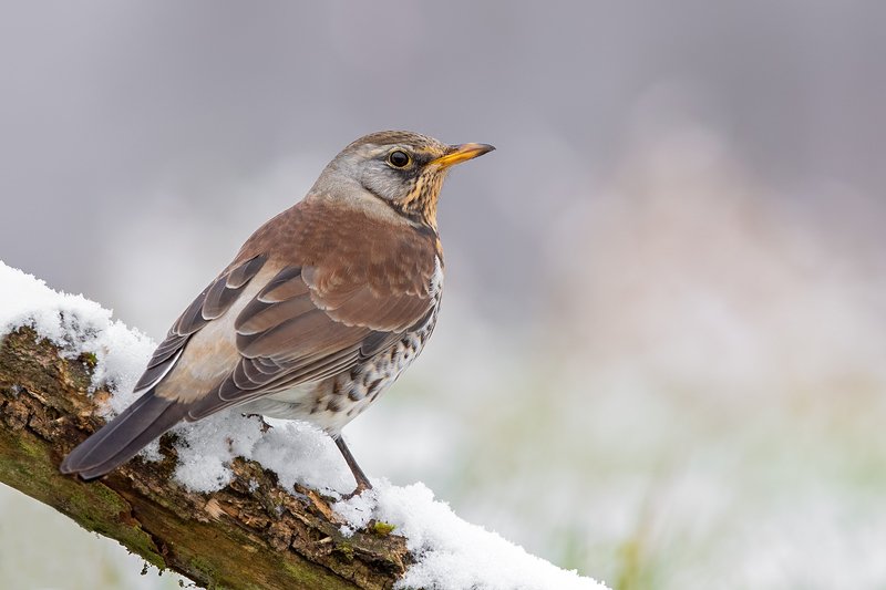 Kwiczoł фото превью