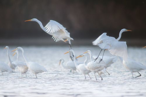 Ardea alba