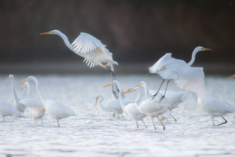 Ardea alba, birds, wildlife, птицы, дикая природа, Ardea alba фото превью