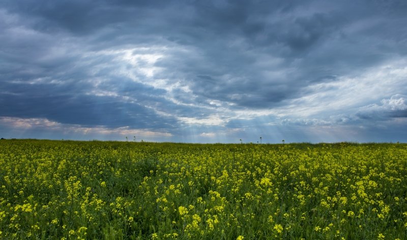 Рапс-назревает! фото превью