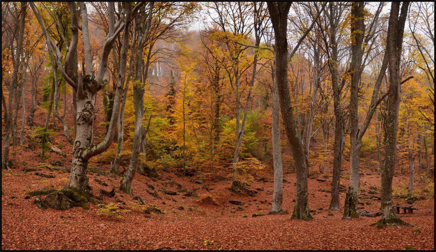 , Владимир Метцгер