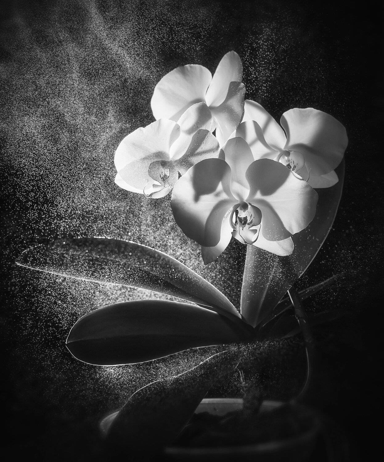 цветок,брызги,космос,брызги,сияние,орхидея, Владимир Володин
