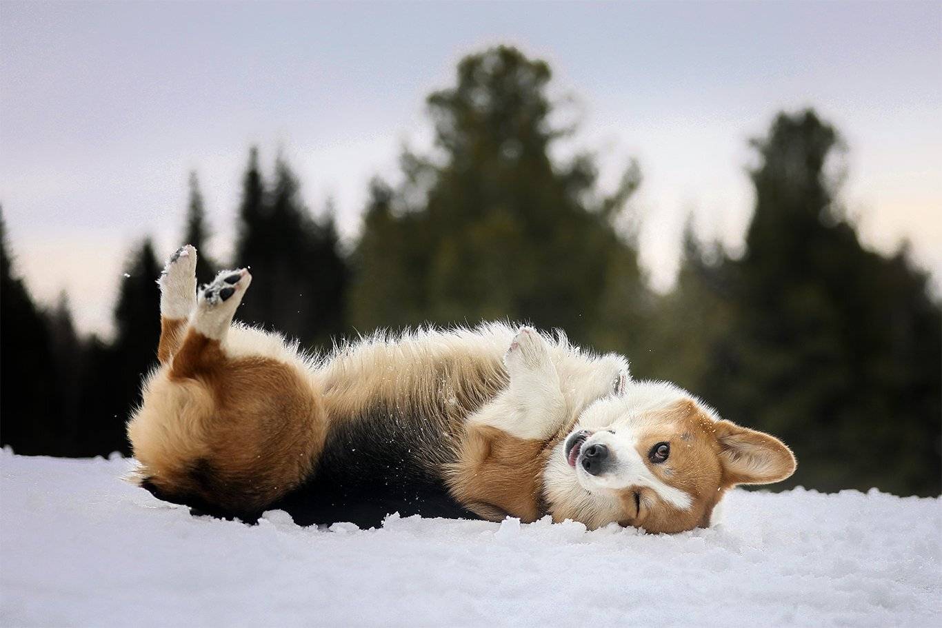 , Андрей Ершов