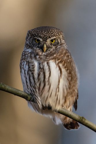 Воробьиный сыч (Glaucidium passerinum).