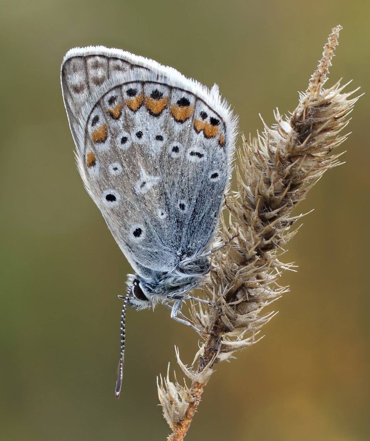 , Чепленко Алексей