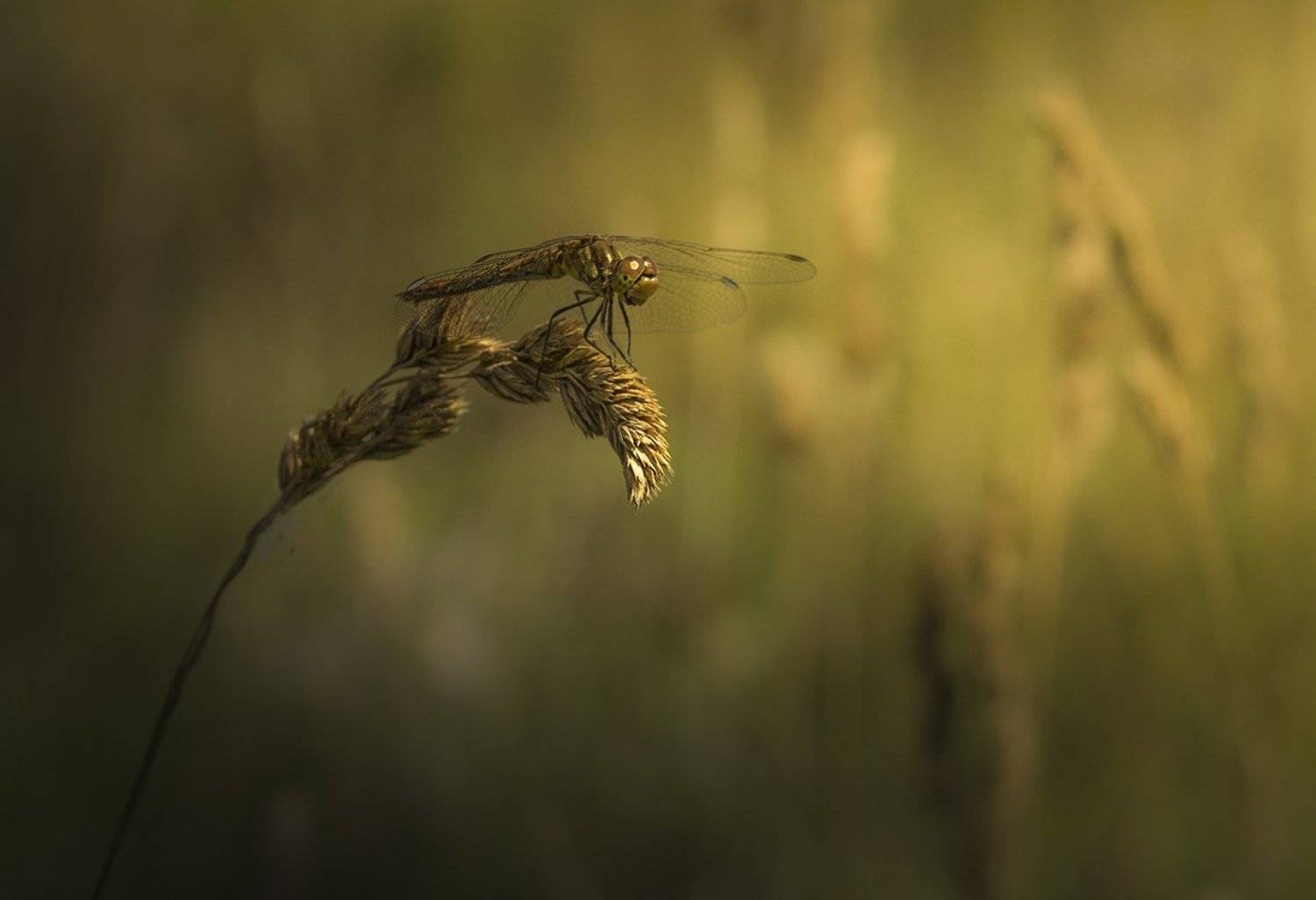 стрекоза, Елена Рубинская