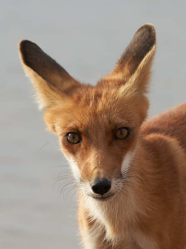 Лиса фото превью